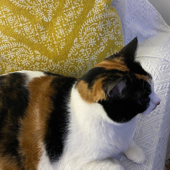 SMOKE FREE, PET FRIENDLY💞🤗😻Plz Read♥️ - Picture 3 of 10